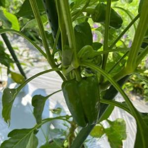 有機種子 固定種 ピーマン カリフォルニアワン...の詳細画像1