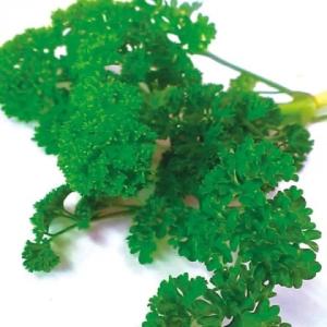 有機種子 固定種 パセリ 0.5g 種 カール...の詳細画像1
