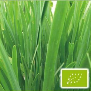 有機種子 固定種 ガーリックチャイブ ニラ 0...の詳細画像1