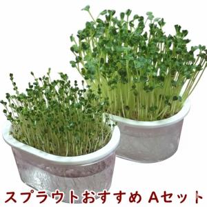 スプラウト栽培おすすめAセット 送料込 2027年11月期限
