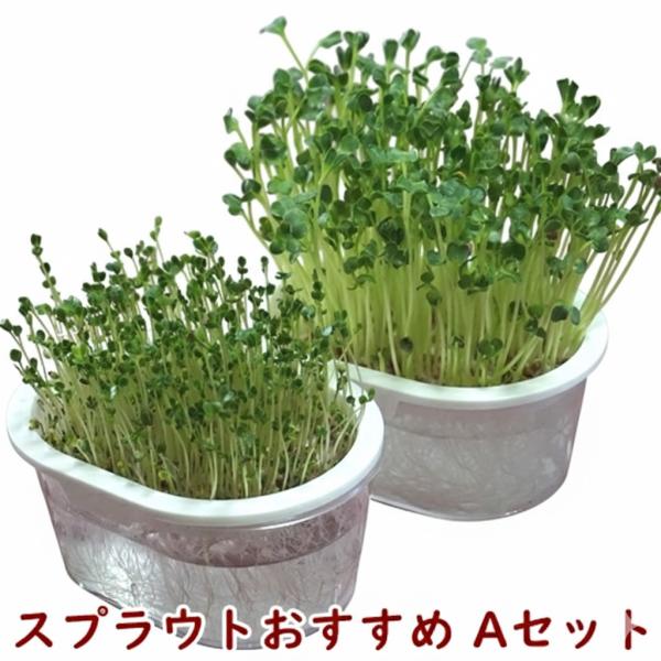 スプラウト栽培おすすめAセット 送料込 2027年11月期限