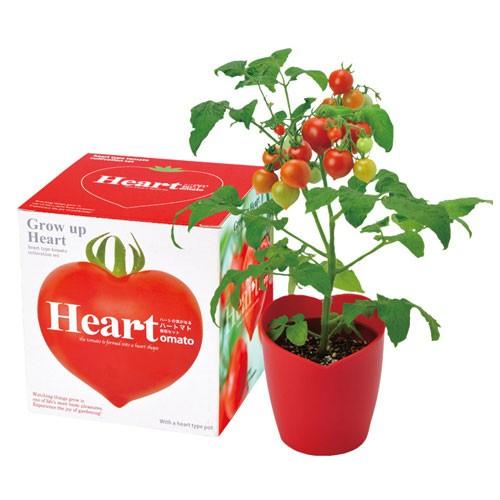 栽培キット　ハートマト栽培セット