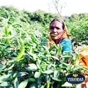 ナン フラワー ナンフラワー 国産 1kg ナ...の詳細画像4