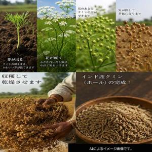 クミン パウダー cumin powder 1...の詳細画像4
