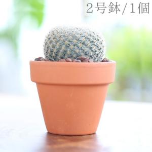 サボテン プレゼントの商品一覧 通販 Yahoo ショッピング