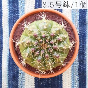 サボテン 多肉植物 花ギフト用途 開店祝い 花 ガーデニング 通販 Yahoo ショッピング