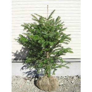 【11月中旬頃発送・同梱不可】　モミの木（根巻き苗）　樹高50〜70cm内外　モミノキ