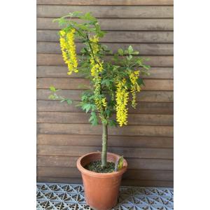 香る花木 『 満月蝋梅 （ マンゲツロウバイ ） 』 5号鉢植え 接ぎ木苗