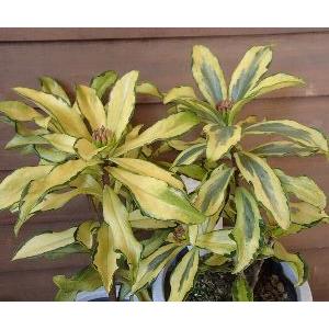 日本花卉ガーデンセンターyahoo 店 沈丁花の苗木 沈丁花の鉢植え 花木 庭木 Yahoo ショッピング