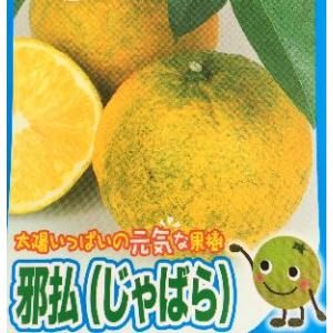 香酸みかん じゃばら 2年生 接木 苗 果樹 柑橘 爆買いweek : 苗木部 花