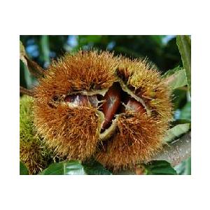 栗 苗木 苗 大実天津甘栗（中国栗系大実）：果樹苗 : 日本花卉ガーデン