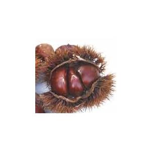 栗　苗木　苗　巨大栗　大丹波：果樹苗