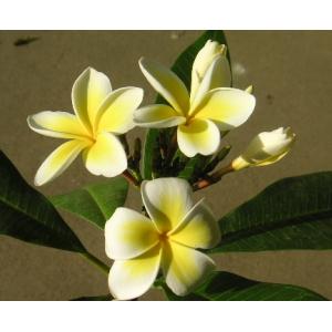 プルメリア（レモンサンセット）　1本立ち 5号鉢