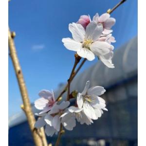 桜の木　桜の苗木　桜の花　四季桜：シキザクラ（桜） 苗木 さくら サクラ　 苗