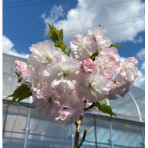 黄花木蓮（黄金モクレン） : 日本花卉ガーデンセンターYahoo!店 - 通販