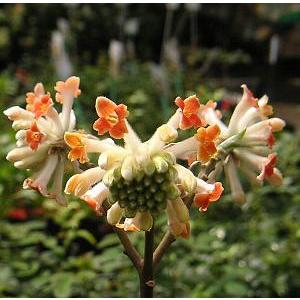 日本花卉ガーデンセンターyahoo 店 三又 ミツマタ 花木 庭木 Yahoo ショッピング