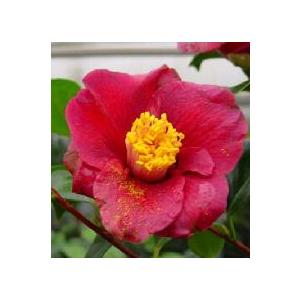 大株 ベトナムの椿 ハイドゥン 白花 6寸鉢植え ：椿（ツバキ