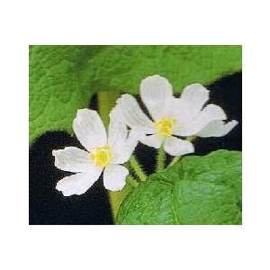 サンカヨウ 山荷葉 ポット植え苗 スケルトンフラワー Upfqlhvnnz Thinkactsolve My