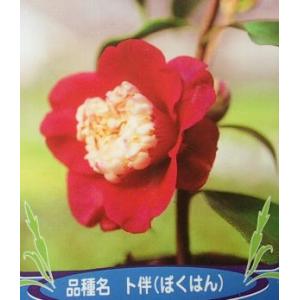 本白玉（白玉）：椿（ツバキ） 3寸ポット苗 : 日本花卉ガーデン