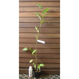 椿 ツバキの苗木 素粧 そしょう : 植物・園芸専門店 花育通販Yahoo!店