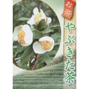 日本花卉ガーデンセンターyahoo 店 お茶の木の苗木 花木 庭木 Yahoo ショッピング