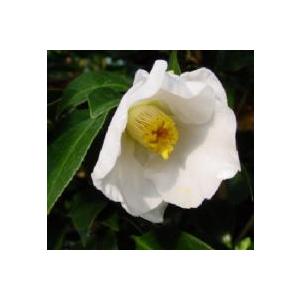 本白玉（白玉）：椿（ツバキ） 3寸ポット苗 : 日本花卉ガーデン