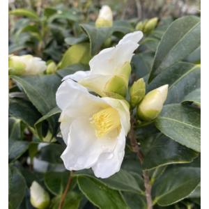 白佗助 白侘助 椿 ツバキ Z 日本花卉ガーデンセンターyahoo 店 通販 Yahoo ショッピング