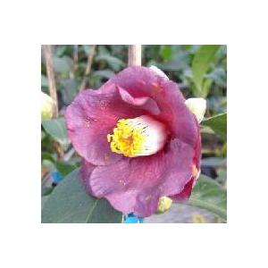 紫の椿 青い珊瑚礁 椿 ツバキ Z 日本花卉ガーデンセンターyahoo 店 通販 Yahoo ショッピング