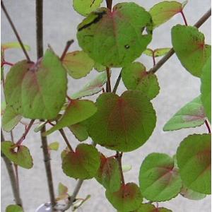 銅葉（赤葉）オオハマボウ（ユウナ） 苗 苗木 : 日本花卉ガーデン
