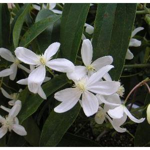 アーマンディ クレマチス 5寸ポット植え Z 日本花卉ガーデンセンターyahoo 店 通販 Yahoo ショッピング