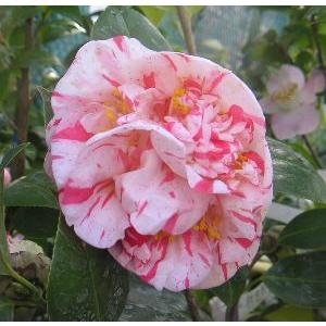 エクストラバガンザ：椿（ツバキ） 接木苗 : 日本花卉ガーデンセンター