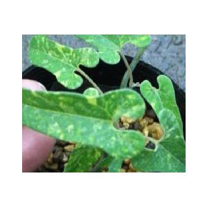 苗：馬の鈴草（ウマノスズクサ）・アリマウマノスズクサ* : 遊恵盆栽