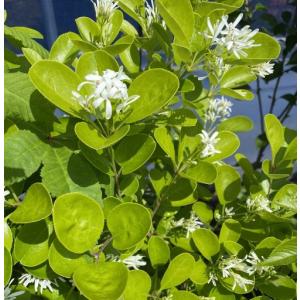 満月蝋梅 満月ロウバイ 株立ち 約1.9m 現品発送 特大株 植木苗木大苗