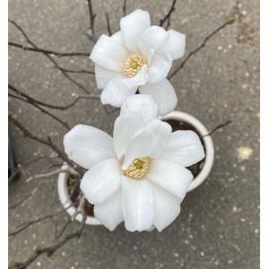 バンクシア メンジーシー 6寸鉢植え : 日本花卉ガーデンセンターYahoo