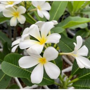 Aoshima White シンガポールハイブリッド　プルメリア Aoshima White 鉢植え 苗 | Puamele Garden