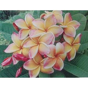 プルメリア カリフォルニアサンセット 鉢植え 4又　花芽2つ付き プルメリア カリフォルニアサンセット 鉢植え 4又 花芽2つ付き 楽天