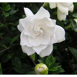椿 ツバキの苗木 素粧 そしょう : 植物・園芸専門店 花育通販Yahoo!店