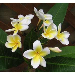 花芽付き プルメリア（レモンサンセット） 1本立ち 5号鉢 : 日本花卉