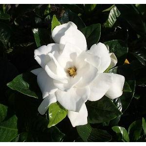 ☎要問合せ 正規大苗 希少　ゴールドメダル 黄花くちなし 八重 苗　B１ 庭木苗：くちなし*（梔子）クチナシ ゴールドメダル 黄花