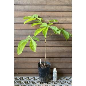 日本花卉ガーデンセンターyahoo 店 トチノキ 栃の木 花木 庭木 Yahoo ショッピング