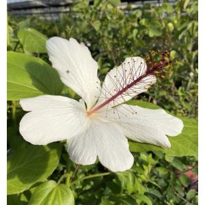 鉢植え ハイビスカス レッドフラミンゴ : 日本花卉ガーデンセンター