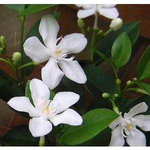 日本花卉ガーデンセンターyahoo 店 キョウチクトウ 夾竹桃 熱帯花木 Yahoo ショッピング