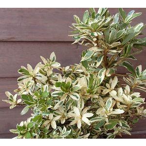 日本花卉ガーデンセンターyahoo 店 サツキの苗木 花木 庭木 Yahoo ショッピング