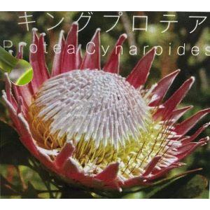 キング・プロテア（プロテア・キナロイデス） 6寸鉢植え 苗木 ＊キング