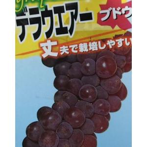 マカダミアナッツ バーモント種 取り木苗 7号スリット鉢植え : 苗木部