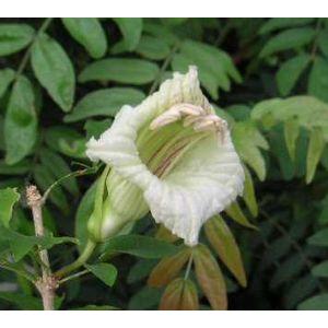 ラウアエ（オキナワウラボシ）3寸ポット植え 苗 苗木 : 日本花卉
