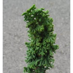 苗・盆栽苗：石化桧 *せっかひのき/セッカヒノキ : 遊恵盆栽 Yahoo!店