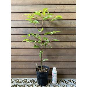 クスノキ 樹高0.3m前後 10.5cmポット （ 単 品 ） 苗 植木 苗木 庭