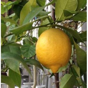 リスボンレモン】 4年生接木苗 大苗 レモン ※納期指定:発送予定