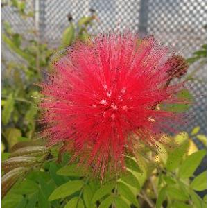 原種クレマチス カザグルマ （東和のカザグルマ タイプ4） : 日本花卉